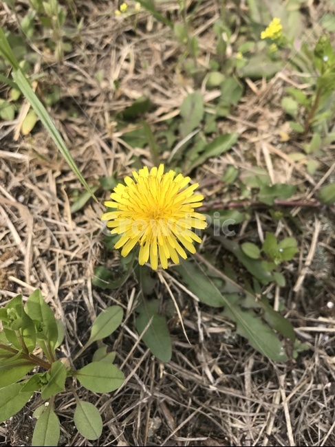 민들레,꽃,봄,노란색,풀,풀잎,꽃잎,식물,자연,plants,nature,꽃,flower