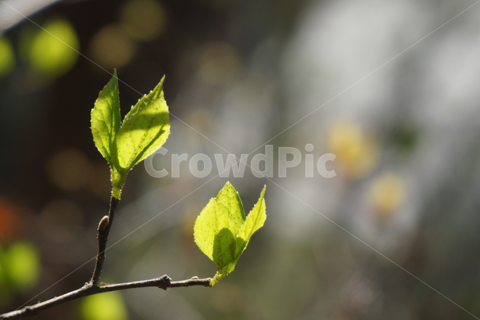 봄,새순,녹색,햇빛,나무,싱그러움,3월,식물,자연,plants,nature