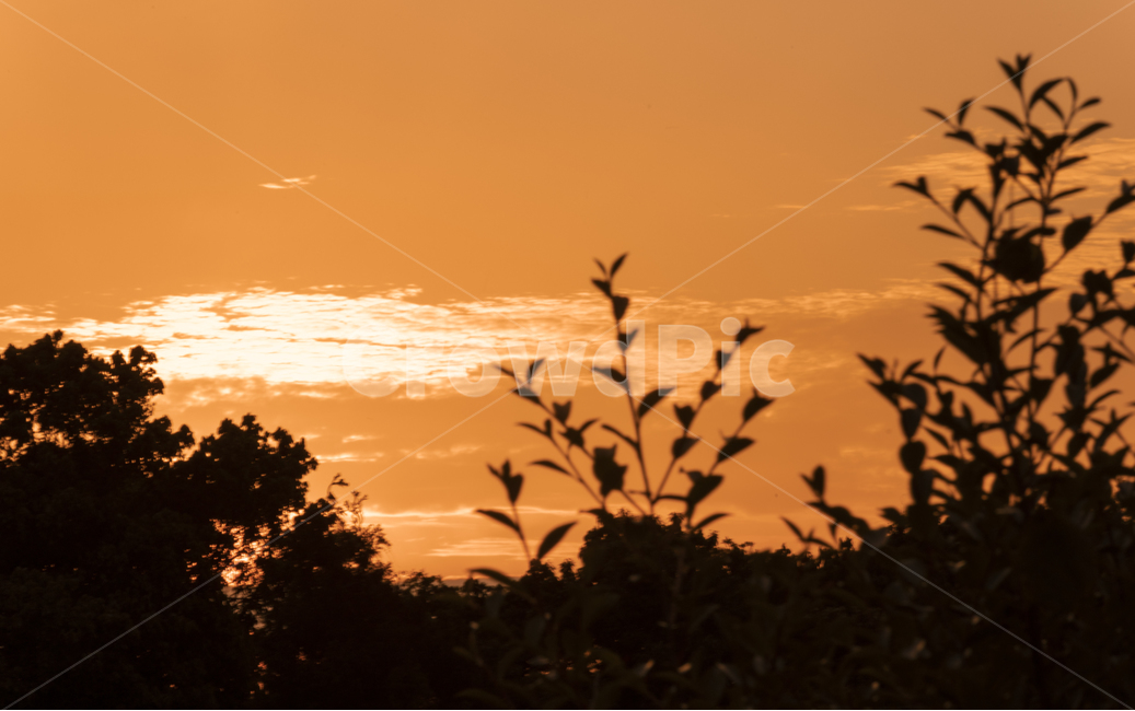 풍경,일몰,오렌지색,자연,배경,여명,나무,숲,자연,풍경,nature,landscape,silhouette,실루엣,outdoors,옥외
