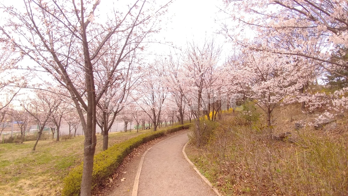 산책,길,식물,나무,꽃,벚꽃,분홍,산책로,풍경,배경,봄,자연