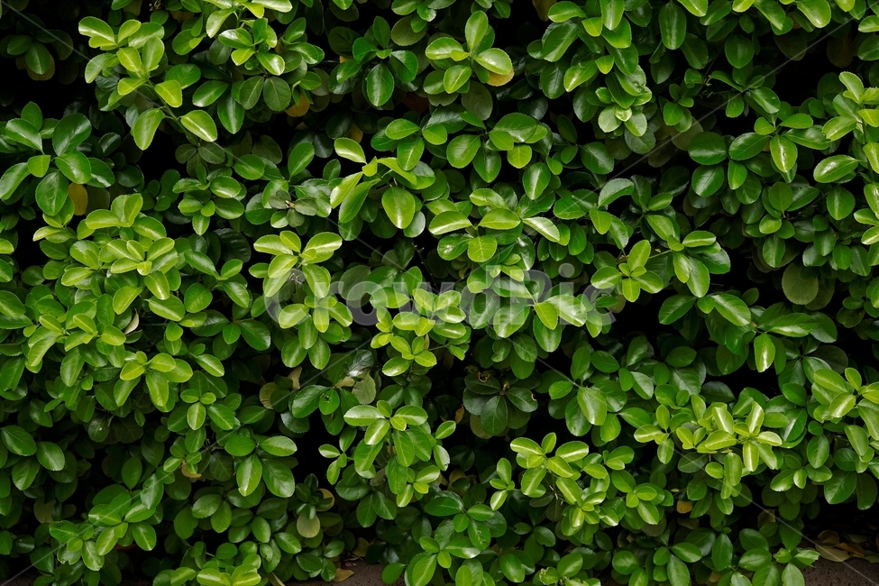봄,식물,잎,새잎,녹색,freshgreen,newgreenleaves,newleaves