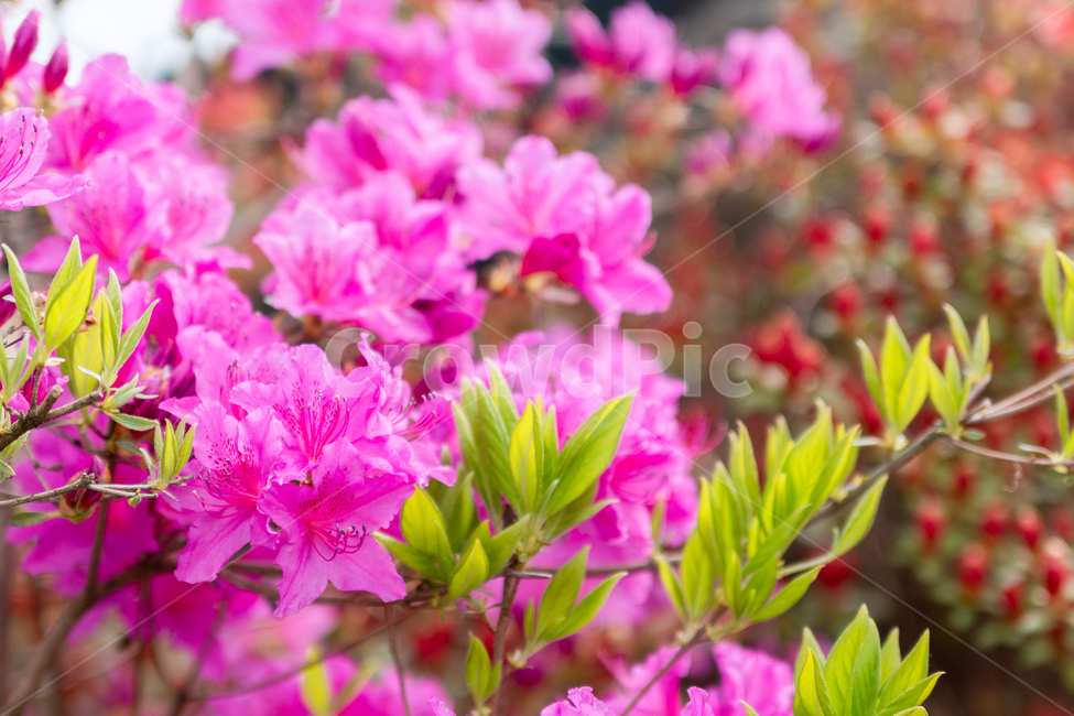 꽃,flower,blossom,plant,식물,핑크,pink,자주,margenta,자연,nature,봄,spring,공원,park,식물,자연,plants,nature