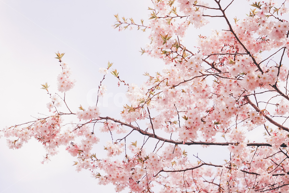 blossom,꽃,flower,cherryblossom,벚꽃,핑크,봄,색감,파스텔색감