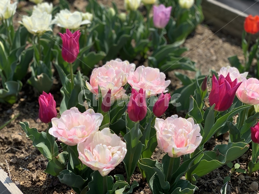 튤립,겹튤립,봄꽃,소생,산책,꽃놀이,식물,tulip,flower,blossom,spring,마당,설렘,설레임,자연,축제,튤립축제,로맨틱,화사한,분홍,pink