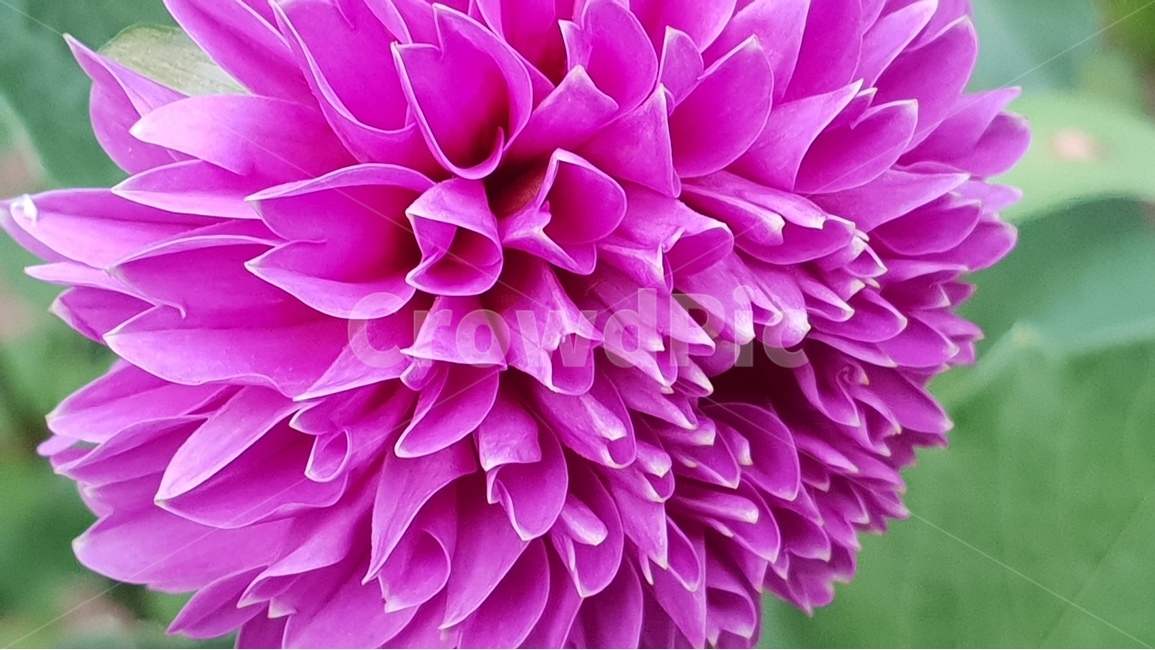 beautifulflowers,dalaria,nature,plant,아름다운꽃,다알리아,식물,자연,backgroundimage,배경이미지,노랑색,핑크색,화려한,주홍색,그린,green,배경,배경화면,색감,바탕,텍스쳐,질감,패턴,이미지,식물,자연,plants,nature,꽃,flower