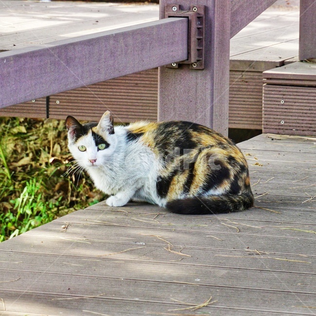 animal,동물,포유류,pet,애완동물,cat,고양이