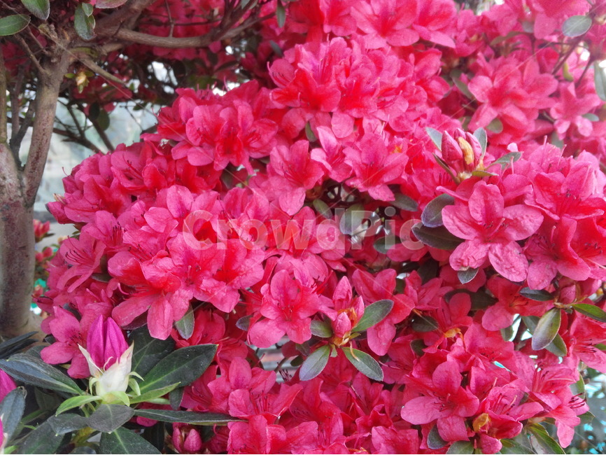 꽃,봄,빨강색,철쭉,원예,식물,식물,자연,plants,nature,꽃,flower