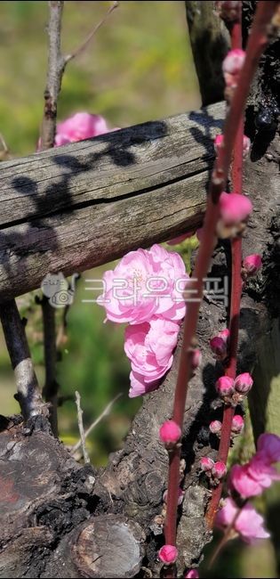 spring,Cherry Blossom,flower bud,plant,cherryblossom,flower