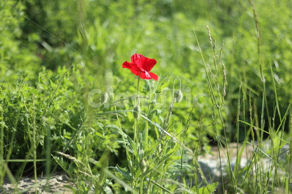양귀비,빛,화려함,강렬함,고귀함,식물,자연,plants,nature,꽃,flower