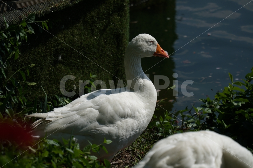 오리,백조,새,조류,동물,호수,강,자연,nature,bird,duck,lake,river,animal,헤엄,수영,swim,swan,감성,감성사진,스냅,스냅사진,snap,snapshot,풍경,landscape,고니,한국자연,korea,물결,석촌호수,서울,seoul,코리아,동물,animal,조류,새,birds