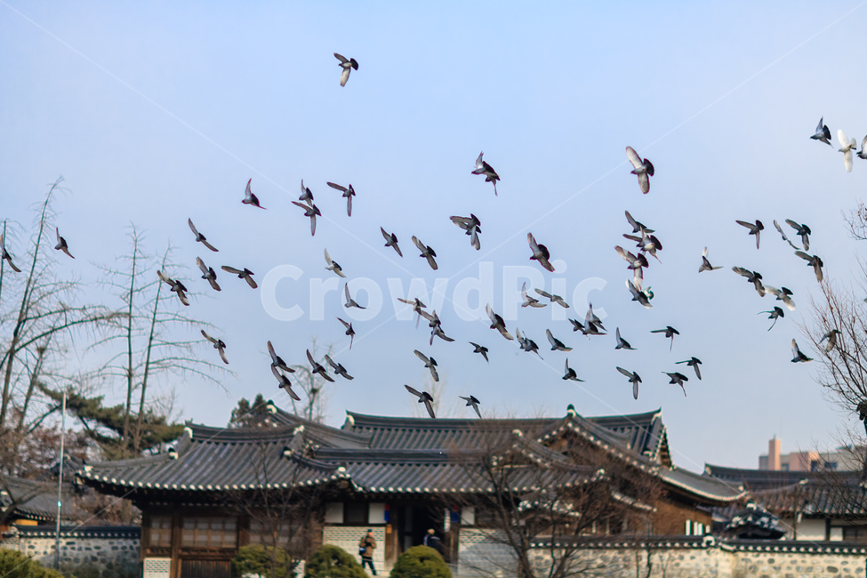 한옥마을,대한민국,건물,남산,전통적인,타일​​지붕,한국전통,한국문화,korean traditional,korean culture,동물,animal,조류,새,birds