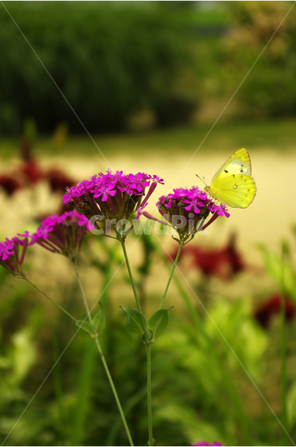 꽃,식물,flower,color,nature,자연,식물원,식물,자연,plants,nature,꽃,flower,동물,animal,곤충,벌레,insect,bug