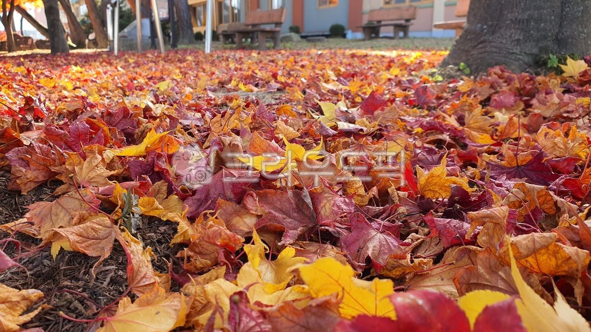 Bench,forest,color,seasonal,yellow,bright,isolated,branch,vivid,red,Maple leaf,beautiful,leaves,fall,Maple tree,furniture,sight,golden,season,decoration,Maple,natural,bench,tree leaves,nature,tree,leaf,orange,foliage,background,plant,maple,october,autumn,