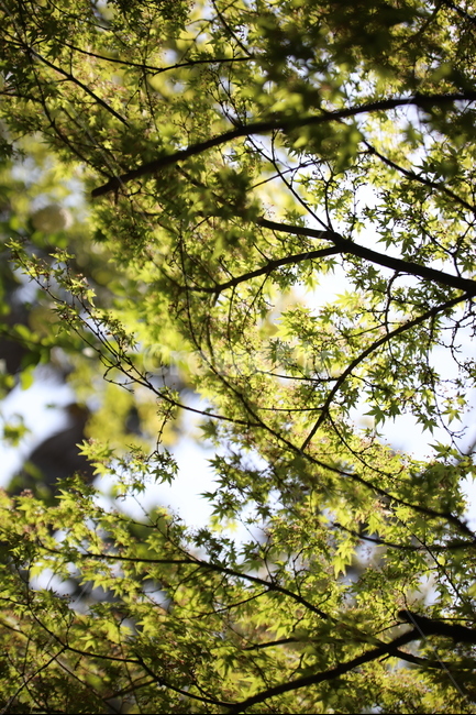나무,햇볕,봄,여름,푸르름,푸름,나무잎,볕,싱그러움,식물,자연,plants,nature,휴식,힐링,rest,relaxation,healing