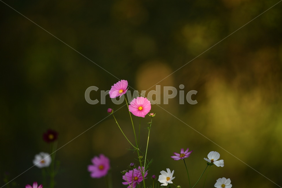 자연,꽃,가을,오후,코스모스,가을,계절,fall,autumn,season,식물,자연,plants,nature,꽃,flower,geranium,제라늄,plant,blossom