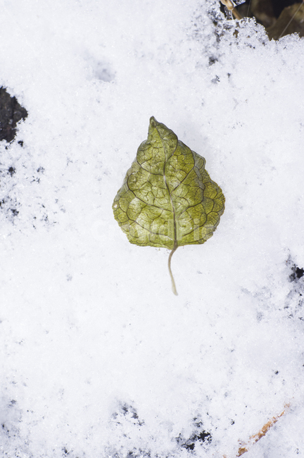 나뭇잎,잎,눈,겨울,leaf,plant,식물,겨울,계절,winter,season