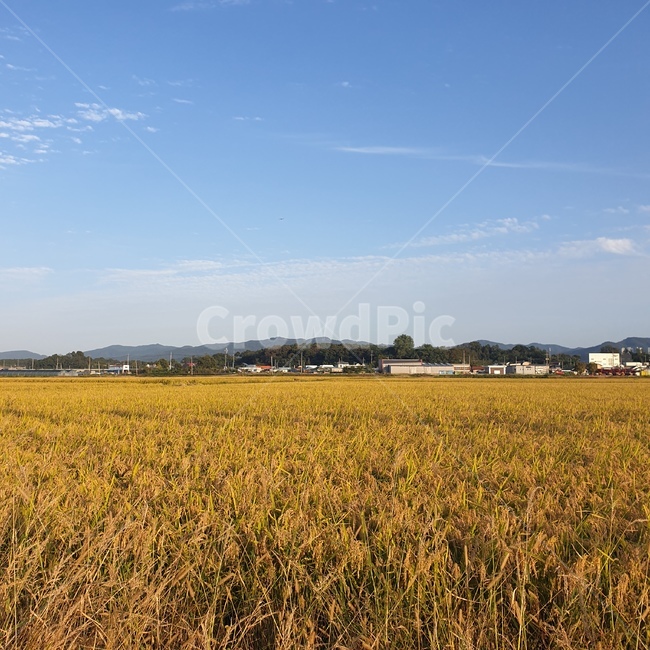 들,보리,풀,날씨,하늘,풍경,자연,풍경,nature,landscape,field