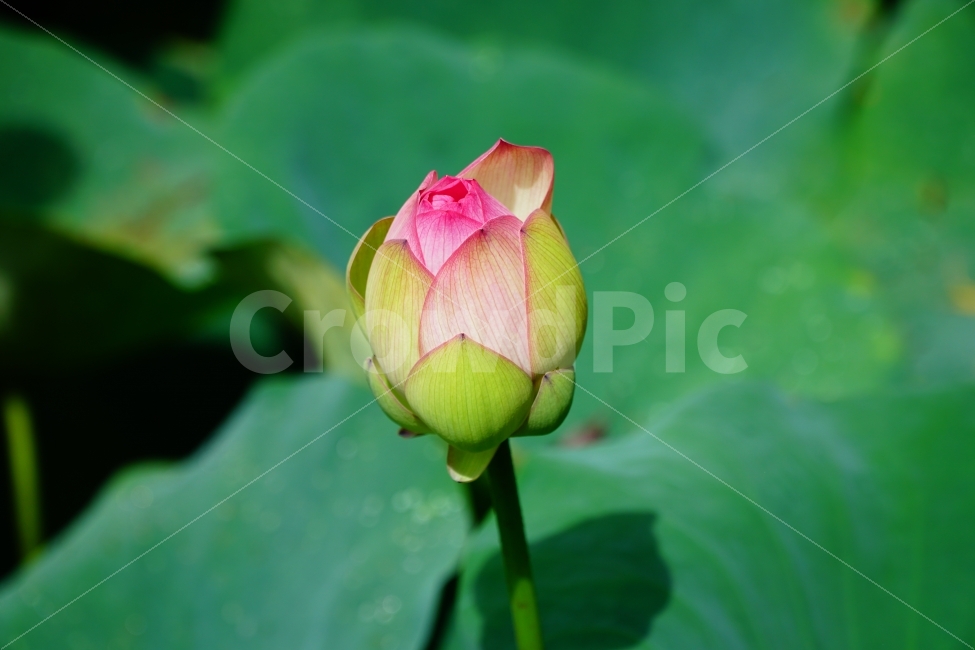 연꽃,꽃봉오리,연잎,식물,자연,플라워,flower,flowers,nature,감성,감성사진,힐링,힐링사진,경치,풍경,일본,일본여행,외국,해외여행,감성하진,landscape,꽃사진,예쁜꽃,식물,자연,plants,nature,꽃,flower