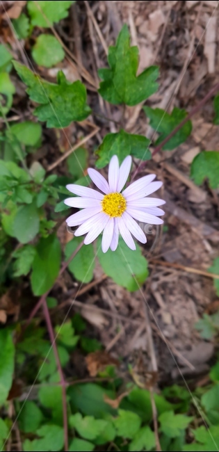 들국화,꽃,국화,산,식물,flower,식물,자연,plants,nature,꽃,flower