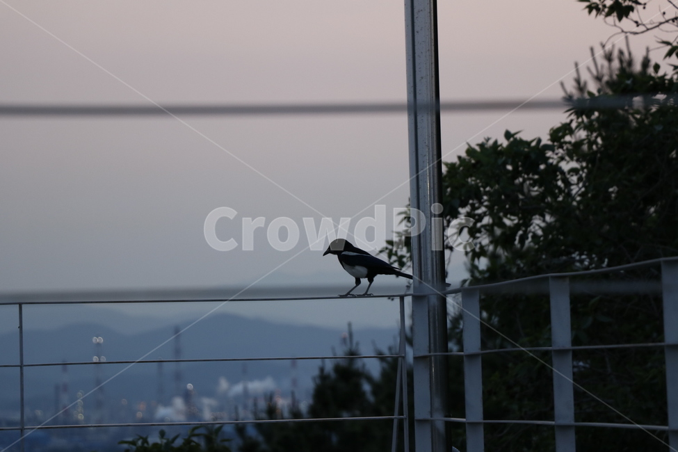 까치,색감,고독,외로움,쓸쓸,동물,animal,조류,새,birds,고독함,외로움,쓸쓸함,우울함,슬픔,lonely,solitary