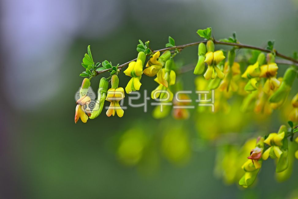 골담초,약용식물,꽃,한약재,관상용,자연,나무,노랑색꽃,콩과식물,옥외,야외,녹색,초록색,plant,식물,leaf,잎