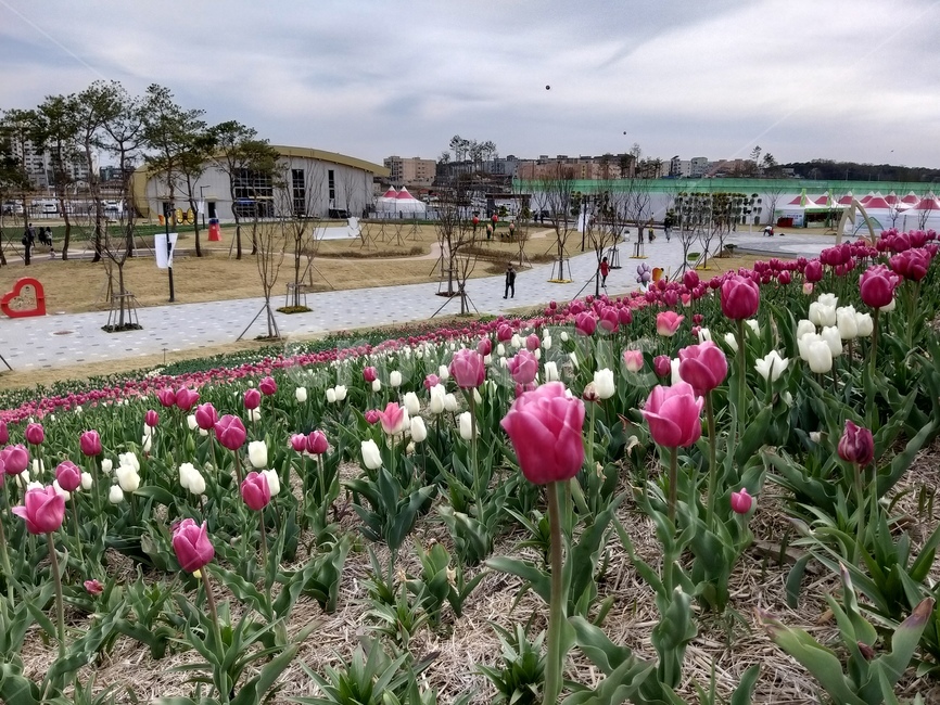 plant,식물,농업기술센터,튤립,흐린날,꽃,자연,tulip,식물,자연,plants,nature,꽃,flower