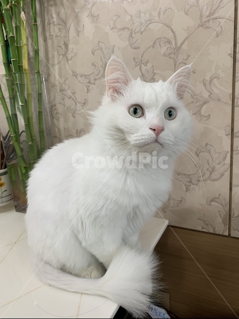 고양이,터키쉬앙고라,하얀고양이,cat,turkishangora,whitecat,초록눈고양이,greeneyedcat,동물,animal,포유류,mammal,고양이,cat,kitten,kitty