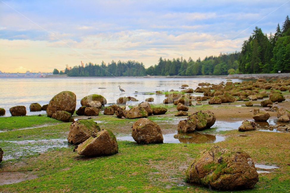 스탠리파크,자연,바위,바닷가,밴쿠버,캐나다,자연,풍경,nature,landscape,해외,외국,세계,foreign,oversea,world,세계자연풍경,해외자연풍경,외국자연풍경,world nature landscape,plant,식물,animal,동물,bird,새,algae,조류
