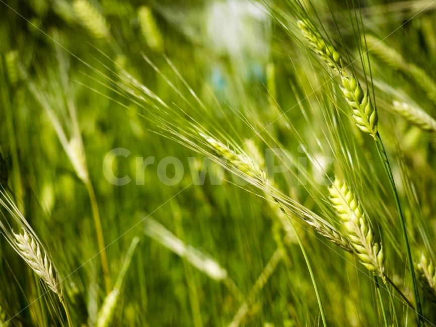 청보리,보리,초록,봄,청량한,식물,자연,plants,nature