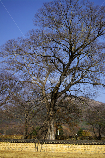 담장,나무,식물,plant,하늘,자연,풍경,nature,landscape,한국자연풍경,한국자연경관,korea nature landscape,tree,tree trunk,나무 줄기