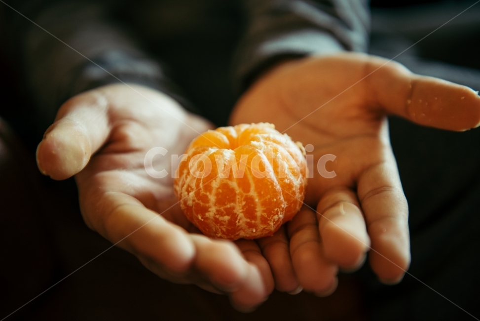 mandarin,tangerine photo,Jeju Tangerine,Jeju tangerine photo