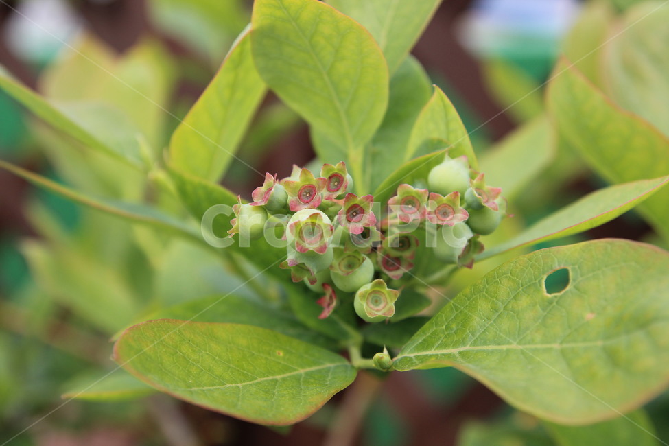 plant,식물,leaf,잎,나무,꽃,식물,자연,plants,nature