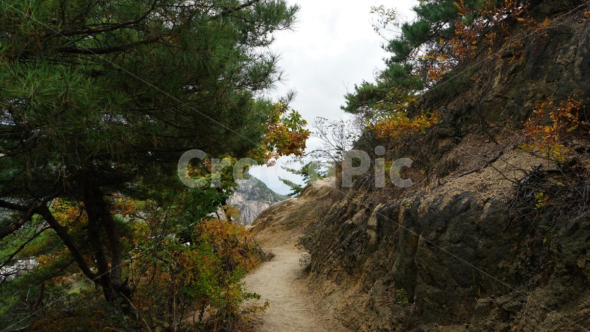 나무,녹색,숲,초가을,자연,nature,trees,green,woods,fall,autumn,sky,climbing,등산,시원함,cool,relaxation,healing,자연,풍경,nature,landscape,dirt road,흙길,gravel,자갈,road,도로,tree,plant,식물