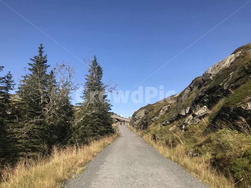 tree,산길,오솔길,path,길,자연,풍경,나무,자연,풍경,nature,landscape,road,도로,plant,식물,fir,전나무