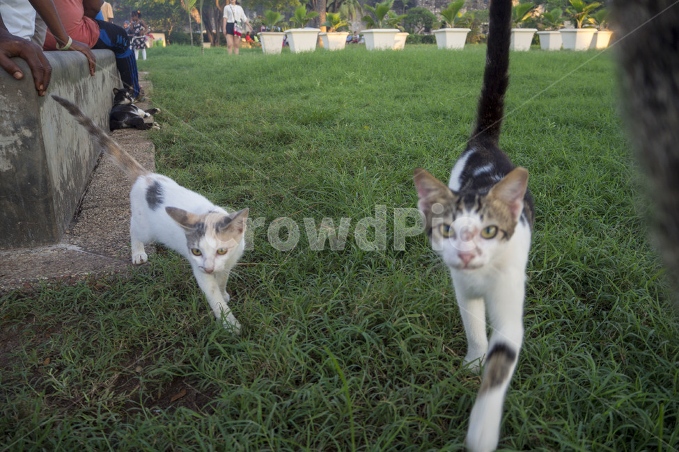 고양이,길고양이,길냥이,acat,거리,cats,잔디밭,동물,animal,포유류,mammal,고양이,cat,kitten,kitty
