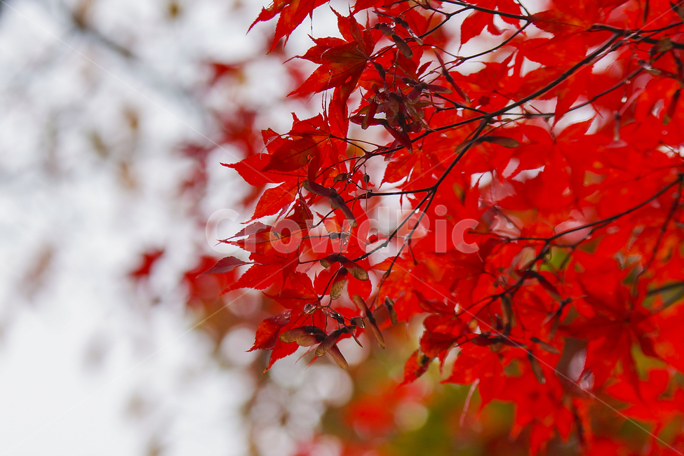 가을,단풍,낙엽,가을단풍,단풍나무,가을,계절,fall,autumn,season,식물,자연,plants,nature,plant,leaf,잎,tree,나무