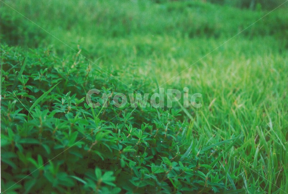 잔디밭,잔디,네잎클로버,클로버,식물,grass,식물,자연,plants,nature