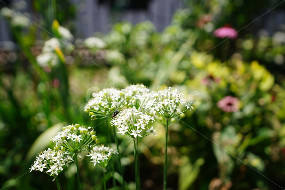 식물,생물,생명,자연,꽃,가지,감성,식물,자연,plants,nature,꽃,flower