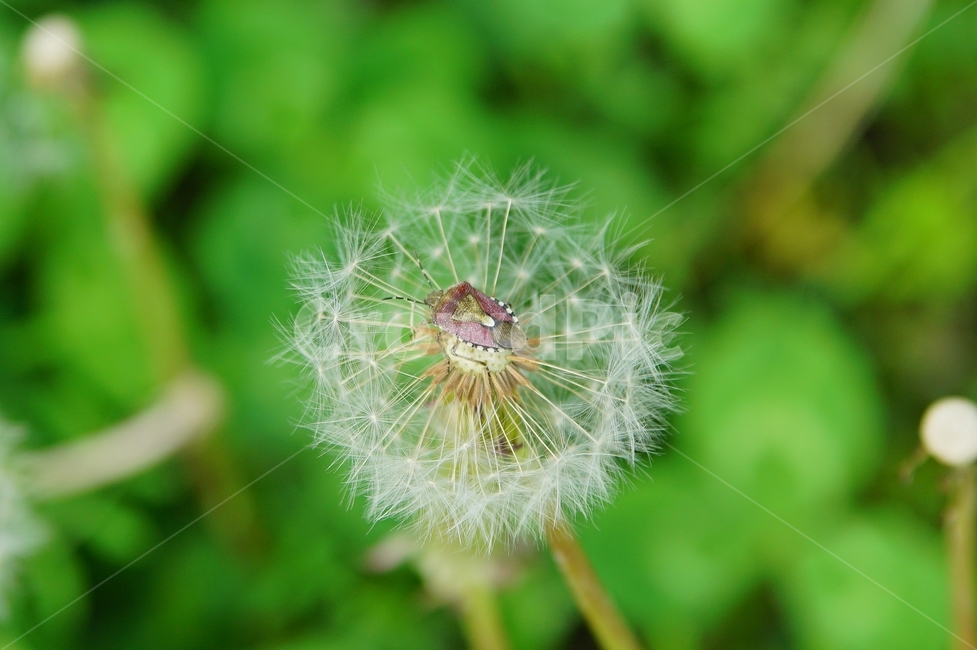 민들레,봄,야생화,들,배경