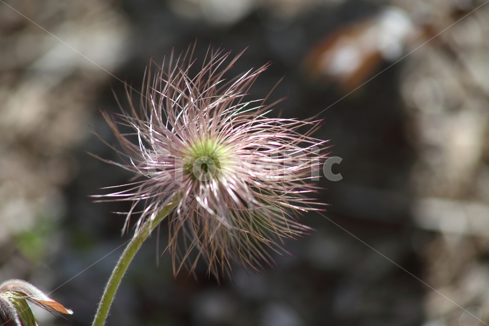 할미꽃,봄,노고초,koreanpasqueflower,pulsatillakoreana