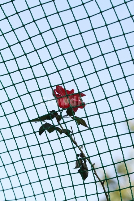 가을장미,장미,그물망,그물망과장미,감성사진,장미꽃,식물,식물,자연,plants,nature,꽃,flower