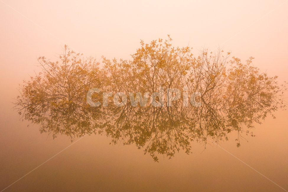 호수,안개,저수지,나무,물안개,식물,자연,풍경,여명,새벽,자연,풍경,nature,landscape,weather,날씨,outdoors,옥외