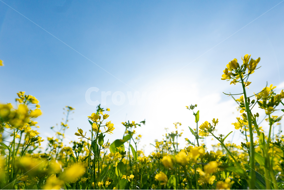 유채꽃,파란,하늘,꽃,자연,나무,구름,sky,tree,cloud,rapeflower,flower,자연,풍경,nature,landscape,식물,plants,꽃,flower,outdoors,옥외,field,들,grassland,목초지,rural,농촌,farm,농장,meadow