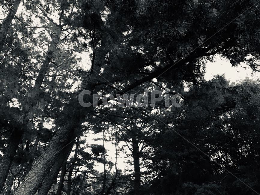 나무,흑백,배경화면,블랙,산,소나무