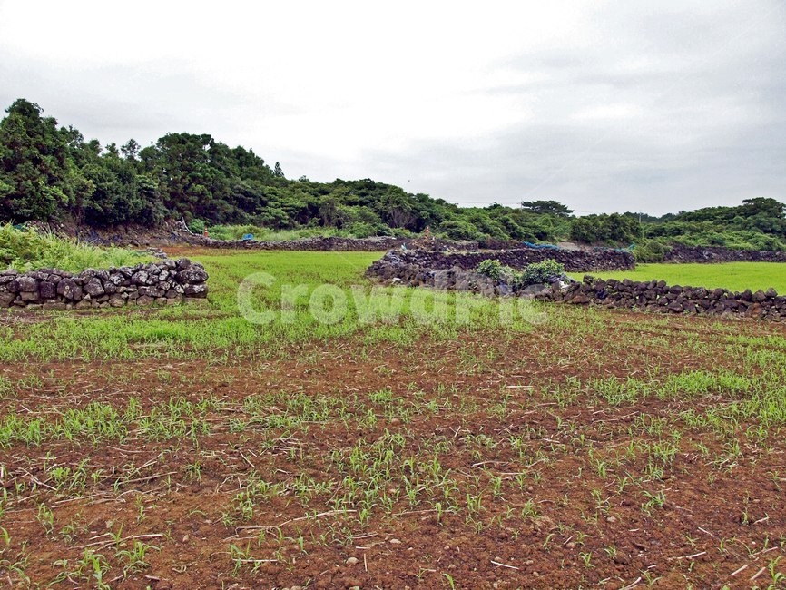 김녕농로,돌담,제주,올레19코스,올레길,밭,농작물,자연,풍경,nature,landscape,제주도,jeju,jeju island,field,들,outdoors,옥외,grassland,목초지,farm,농장,rural,농촌