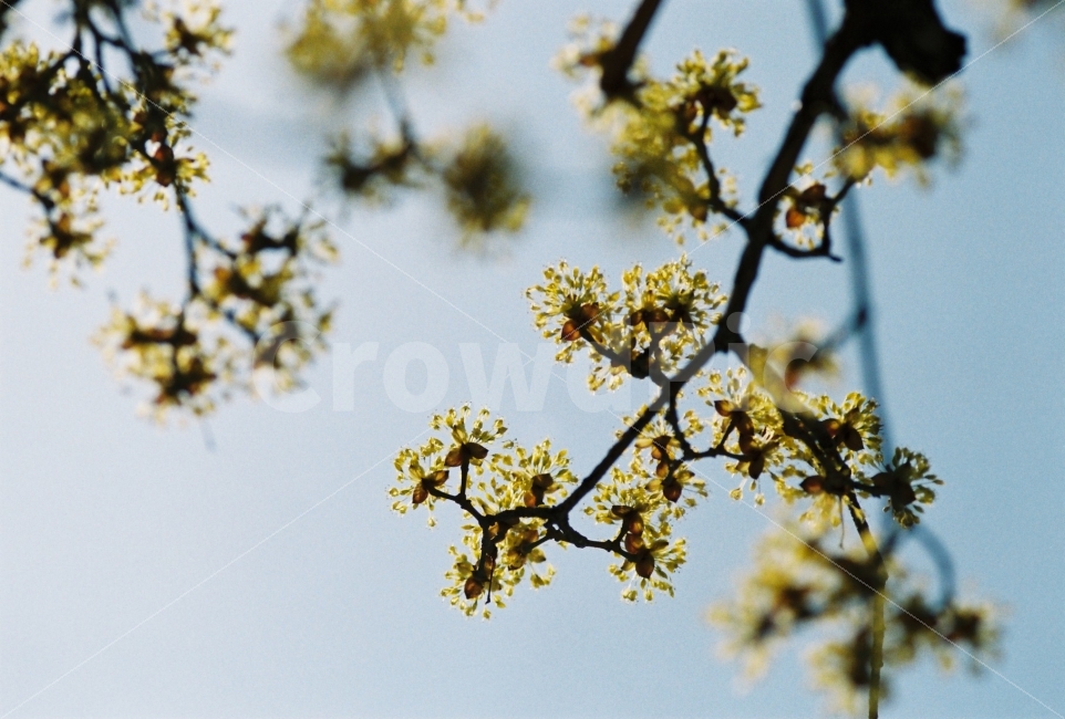 산수유,봄,필름,감성,배경화면,배경,바탕,바탕화면,노란꽃,봄꽃,필름사진,필름카메라,자연,flower,floral,flora,spring,springseason,springflower,yellow,yellowflower,film,filmcamera,background,beauty,beautiful,nature,natural,springbackground,beautybackground,seasonbackground,봄,계절,spring,season,식물,자연,plants,nature,꽃,flower,감성,sensible,feeling,plant