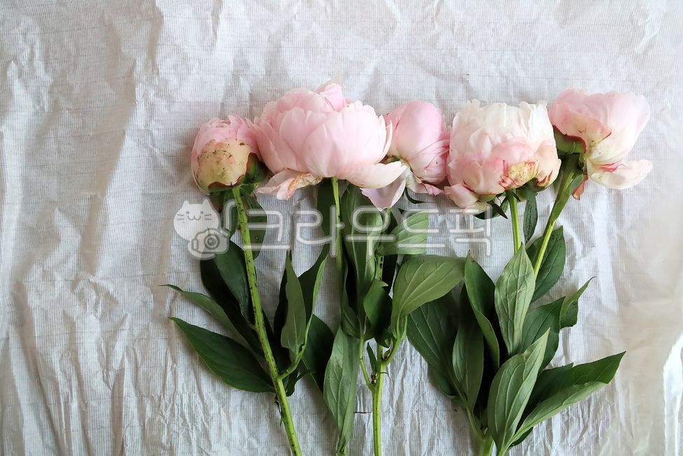 꽃, flower, 작약, 분홍색꽃, 한단, 사진,이미지,일러스트,캘리그라피 - 콩이둘째누나작가