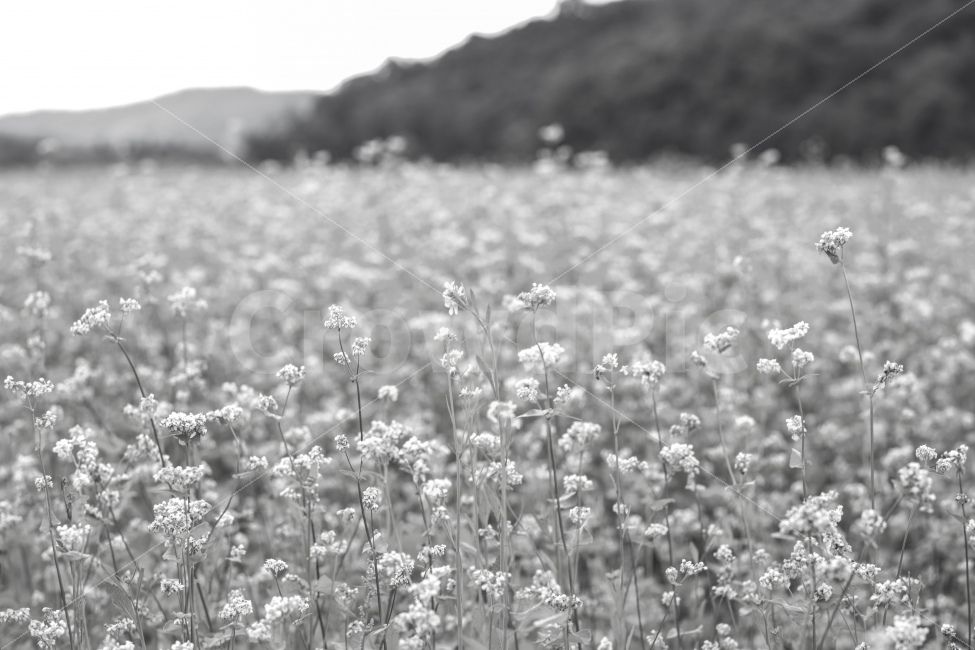 메밀꽃,흑백,풍경,꽃,가을,식물,자연,plants,nature,꽃,flower,흑백,모노톤,monochrome,black and white