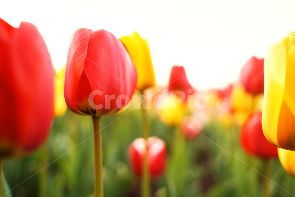 Red,green,Tulip,yellow,Tulip Festival,flower