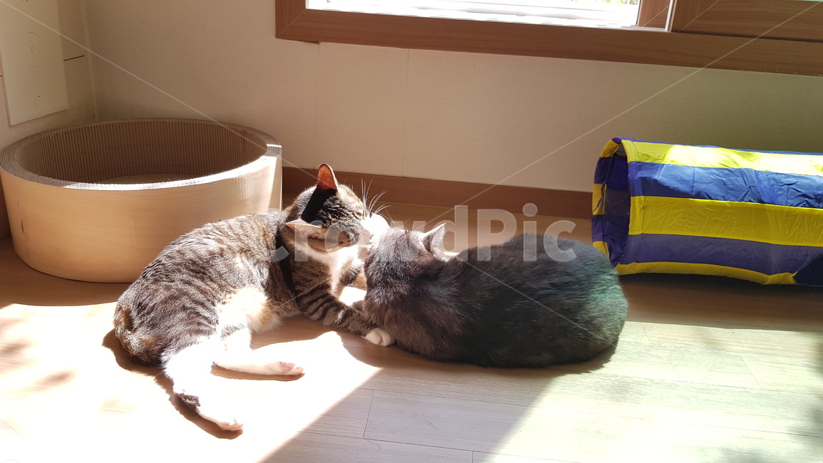 고양이,두마리,cat,코숏,스코필드